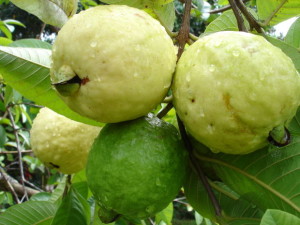 Kebun Jambu Merah Desa Mayanggeneng