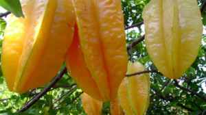 Kebun Blimbing Desa Mojo